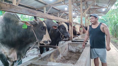 Penggemukan Sapi Sukses Cukup Menit Kasih Pakan Bulan Panen Omset