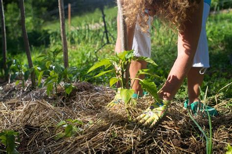 How To Protect Outdoor Plants During Winter - Outdoor Lighting Ideas