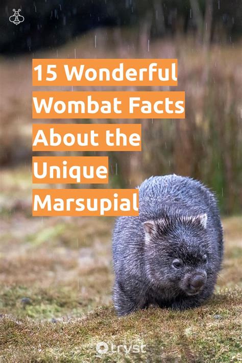 15 Wonderful Wombat Facts About The Unique Marsupial Wombat Facts