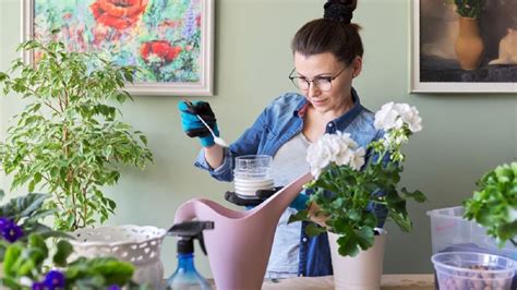 El abono casero nutre revive y hace florecer las plantas del jardín en