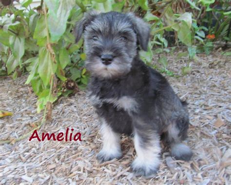 Salt And Pepper Standard Schnauzer Puppies