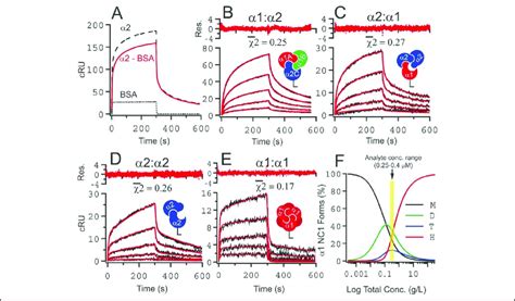 Surface Plasmon Resonance Sensorgrams A Specific Binding Responses Of Download Scientific