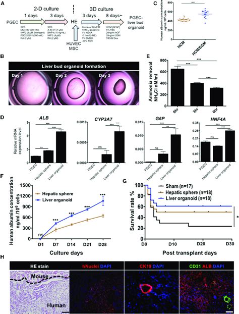 Pgec Derived Liver Bud Organoid Transplant Rescue Of Liver Failure A Download Scientific