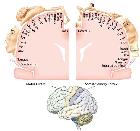 List 90 Pictures What Is The Purpose Of A Sensory Homunculus Sharp