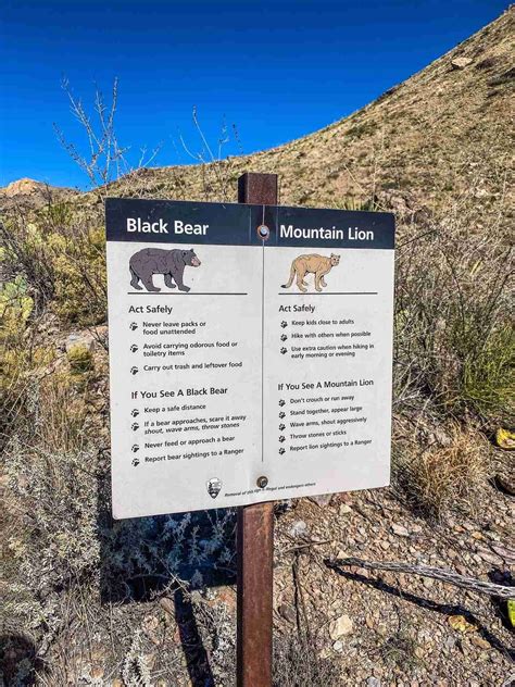 Big Bend Guide Pine Canyon Trail