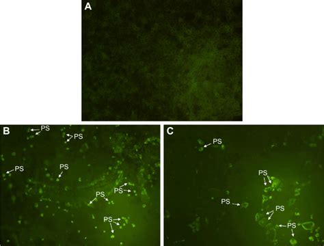 Early Apoptosis Validation Notes Mcf7 Cells Were Treated With Ic 50