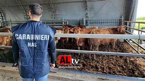 Controlli Del Nas In Allevamenti E Macellerie D Abruzzo Sequestrati