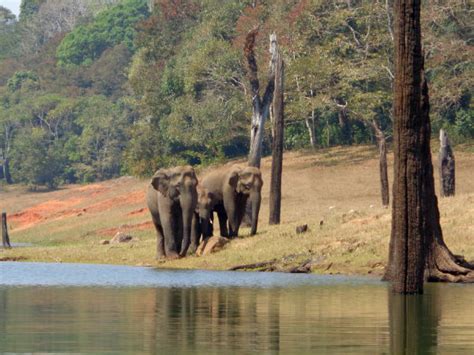 Wildlife A Periyar National Park In Kerala Wildlife Of Kerala