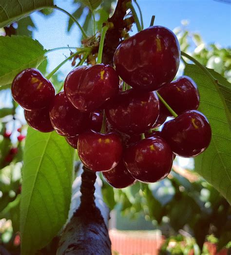 Cherries Fruits Tree Cherries Nature Yummy Hd Phone Wallpaper