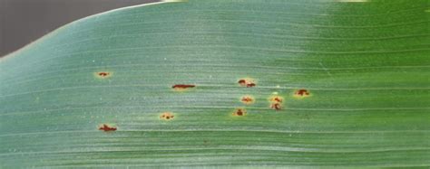 Uw Madison Plant Disease Diagnostics Pddc Update Integrated Pest