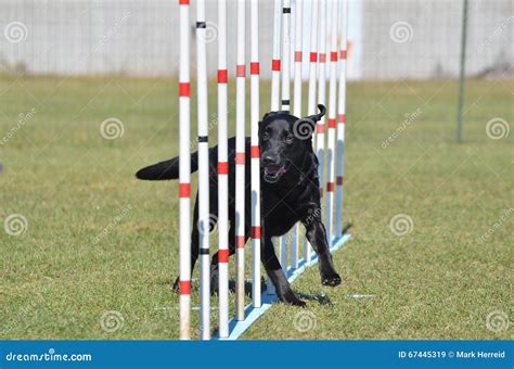 Black Labrador Retriever At Dog Agility Trial Stock Image Image Of