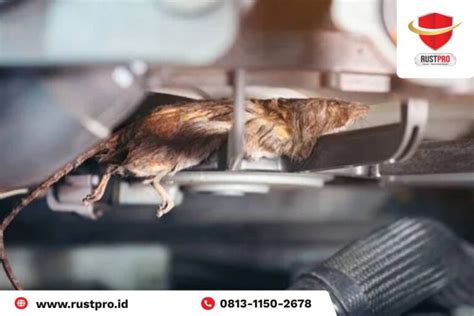 Ini Dia Cara Mengusir Tikus Di Mesin Mobil Paling Efektif