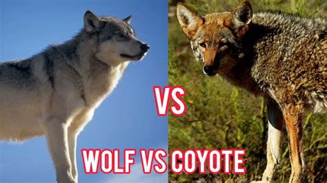 Wolf Vs Coyote Who Will Win Youtube