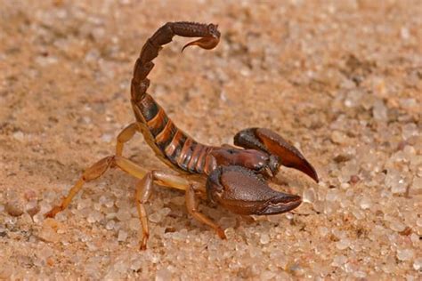 scorpion - LAROUSSE