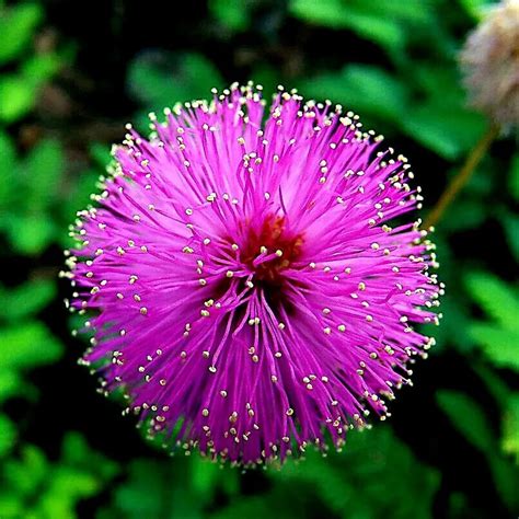 Mimosa Tree Seeds Albizia Julibrissin Persian Pink Silk Flower Plant Bonsai 20 Seeds