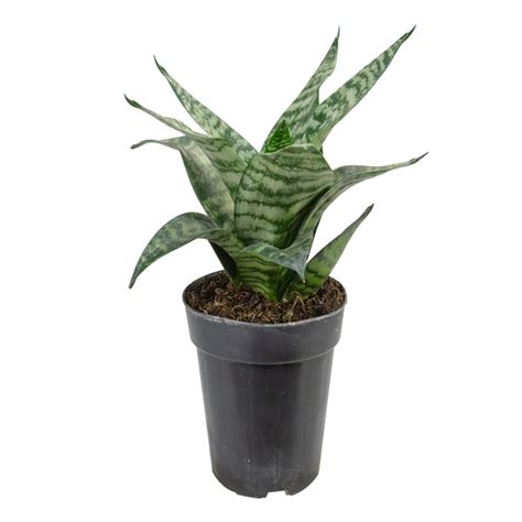 Espada de São Jorge Sansevieria Silver Hahnii Pote 11 Planta Natural