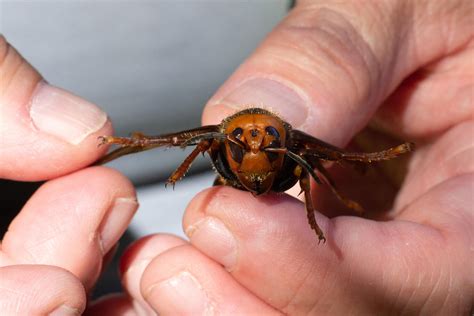 Live Murder Hornet Spotted In Washington State For The First Time In 2021 Iheart