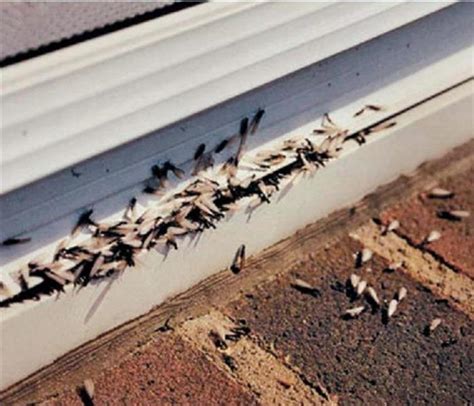 Termites can cause severe damage to Properties