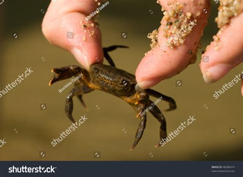 Small Live Crab Human Hand Stock Photo Shutterstock