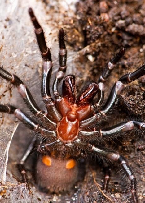 7 Most Poisonous Spiders In The World Poisonous Spiders Spider