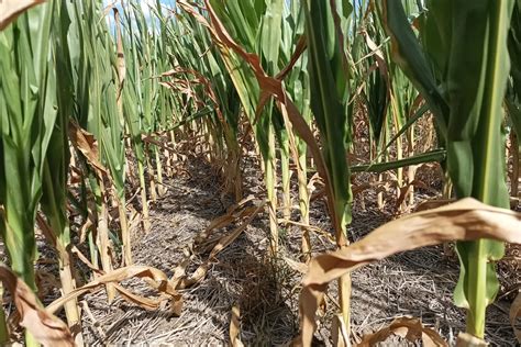 Emergencia Agropecuaria En Tucumán Por La Sequía