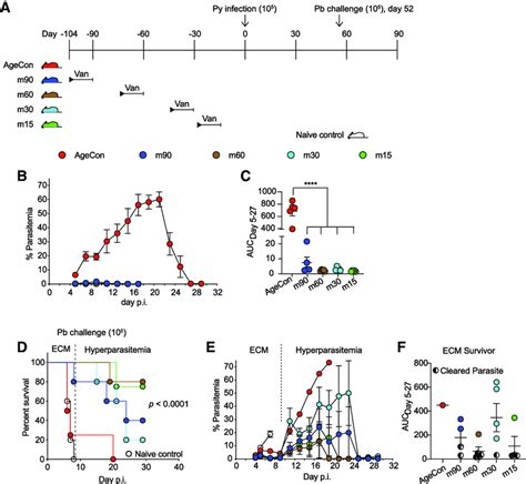 Vancomycin Treatment Provides Protection Against P Yoelii For Months