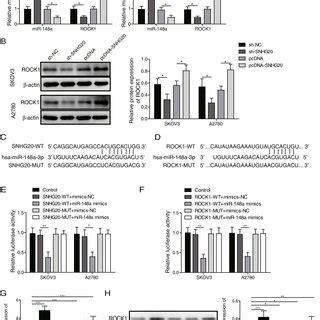 SNHG20 Promoted The Proliferation And Inhibited The Apoptosis Of OC