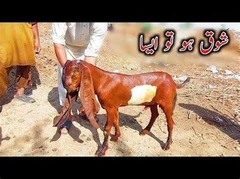 Goat Farming Pure Amritsari Beetle Gabhan Bakriya Sahiwal Mandi By