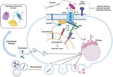 Proposed Mechanism By Which Vsccs Might Mediate Extracellular Vesicle