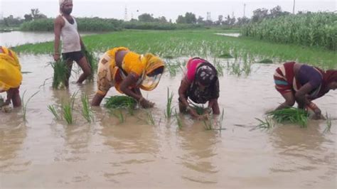 कन्या नक्षत्र में झमाझम बारिश से खिल उठे किसानों के चेहरे लखीसराय