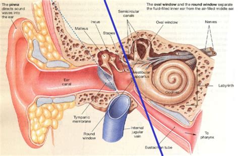 Auditory And Vestibular Systems Flashcards Quizlet