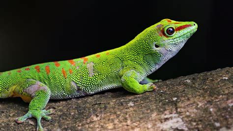 Wallpaper gecko, green, lizard, reptile, wildlife hd, picture, image