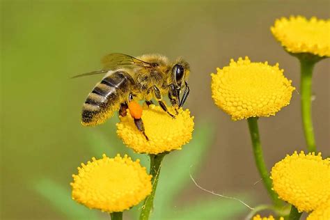 Pollination Definition Process Benefits Environment Buddy