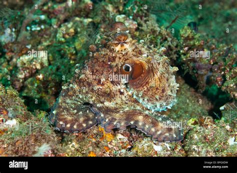 Octopus camouflage hi-res stock photography and images - Alamy