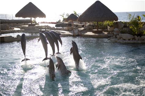 Dolphinaris Cozumel - Picture of Dolphinaris Cozumel, Cozumel - TripAdvisor