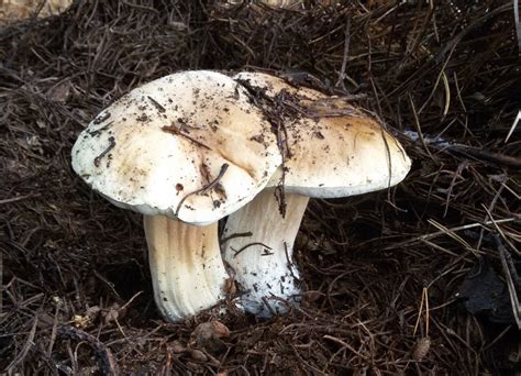 Белый гриб берёзовый (Boletus betulicola) фото и описание