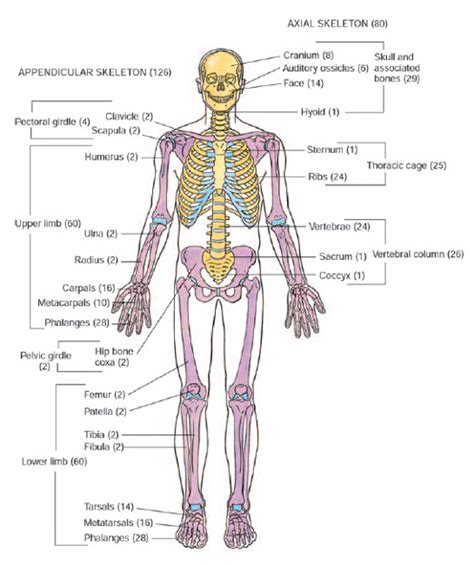 Divisions Of Appendicular And Axial Skeletal System Labeled, 47% OFF