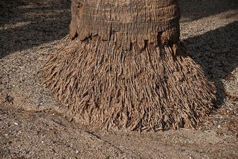 How Deep Are Palm Tree Roots? The Surprising Answer! | House Grail