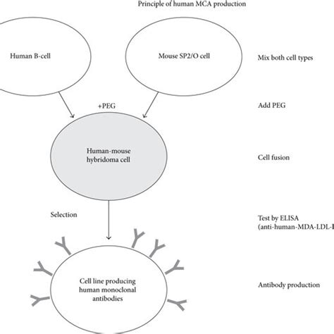 Schematic overview of the process of human monoclonal antibody ...