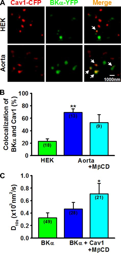 Coupling Between Bk And Caveolin Cav In Vascular Myocytes And Hek