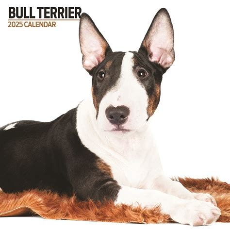 Acheter Calendrier Bull Terrier 2025 Commander Facilement En Ligne