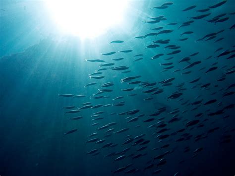 Banco De Imagens Mar Oceano Luz Solar Onda Embaixo Da Agua