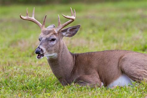 Whitetail Deer Buck Stock Photo Image Of Wisconsin Meadow