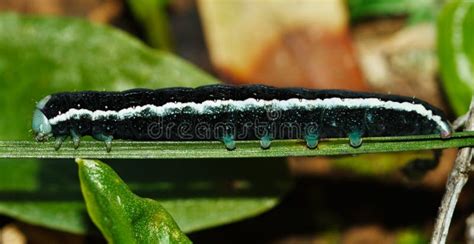 Pseudo-caterpillar Of Sawfly Stock Photo - Image of leaf, larva: 2326398