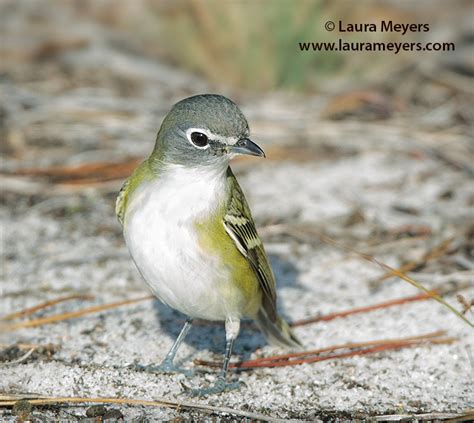 Blue Headed Vireo Laura Meyers Photograpy