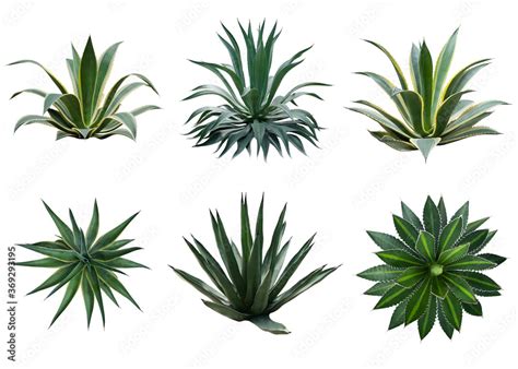 Set of agave plants isolated on white background with clipping path ...