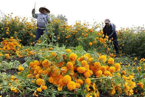 Hidalgo Tercer Productor Nacional De Cempas Chil Criterio Hidalgo