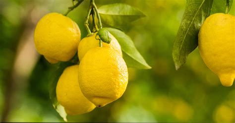 The Growth Stages Of Lemon Trees A Complete Guide