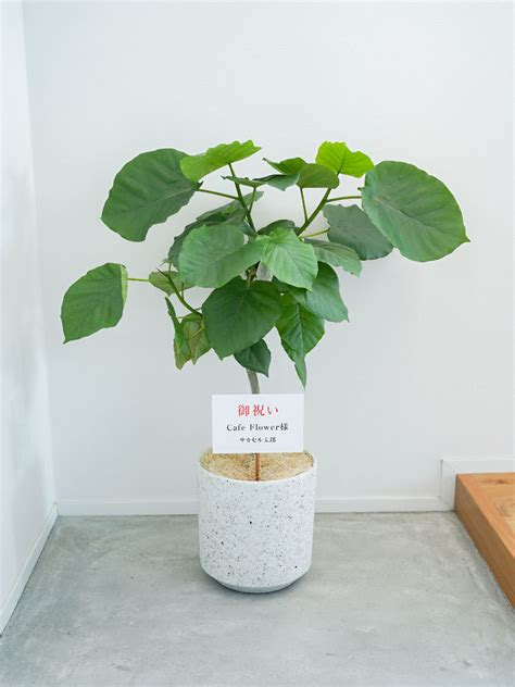 鉢が選べる観葉植物ギフト フィカス ウンベラータ｜おしゃれな祝い花通販sakaseru