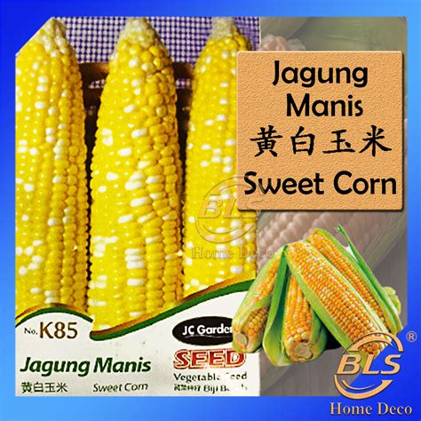 K85 Sweet Corn Jc Garden Vegetable Seed Biji Benih Jagung Manis 黄白玉米种子